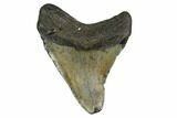 Bargain, Fossil Megalodon Tooth - North Carolina #145424-1
